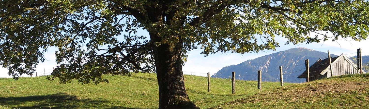 header-photo